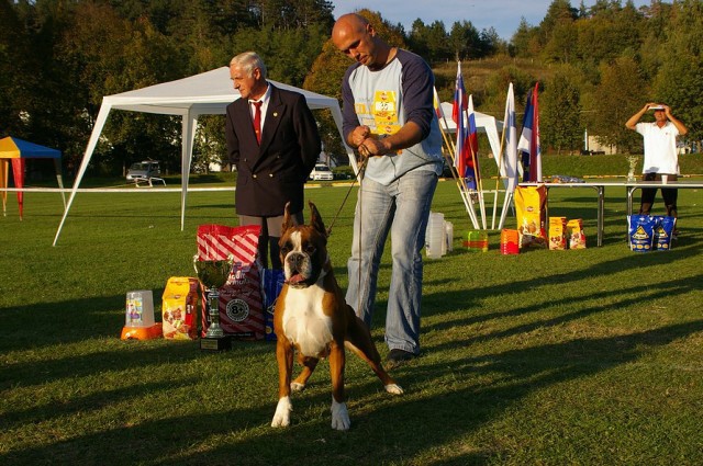 www.boxer-show.eu